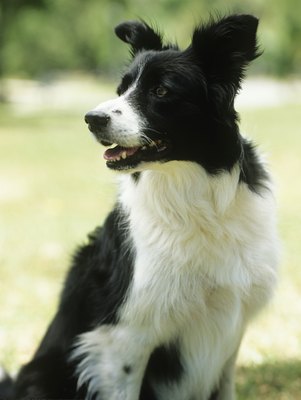 Stockbyte/Stockbyte/Getty Images Irish setters and border collies are both loyal companions to their owners.