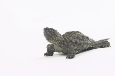 Hemera Technologies/AbleStock.com/Getty Images Little turtles can look like fun toys to dogs.