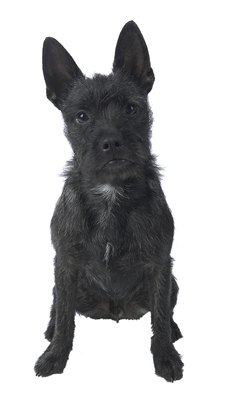 NA/PhotoObjects.net/Getty Images Excellent hearing and a sharp sense of smell may give your pooch an extra sense.