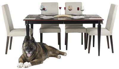 Photos.com/PhotoObjects.net/Getty Images Chair legs are a favorite of dogs who like to chew on furniture.