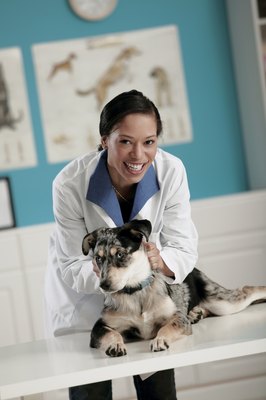 Comstock/Stockbyte/Getty Images Miscarriage treatment depends on why the dog lost her fetuses.