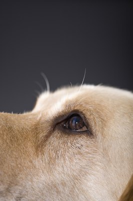 Apple Tree House/Lifesize/Getty Images The placement of your dog's eyes is a key factor to his depth perception..