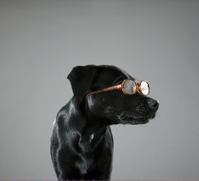 Martin Poole/Digital Vision/Getty Images Black fur is especially handsome with a bit of shine.