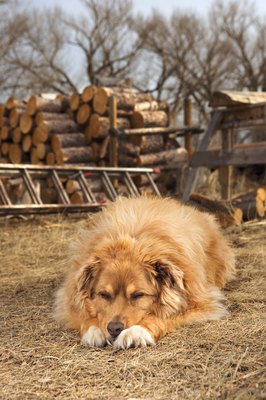 Jupiterimages/Comstock/Getty Images Dementia can cause older dogs to nap all day and be restless at night.