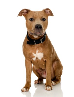 Jupiterimages/Photos.com/Getty Images American pit bull terriers were first registered with the UKC in 1898.