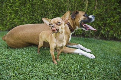 Brand X Pictures/Brand X Pictures/Getty Images Small dogs age more quickly than big dogs, but live longer.