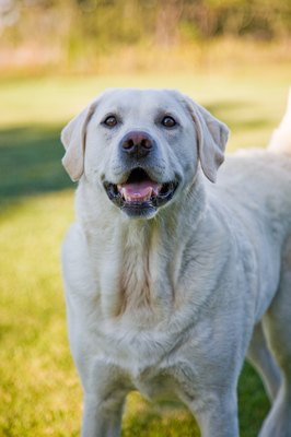 Jupiterimages/Photos.com/Getty Images Tarsal gland adenomas are the most common eyelid growths in canines.