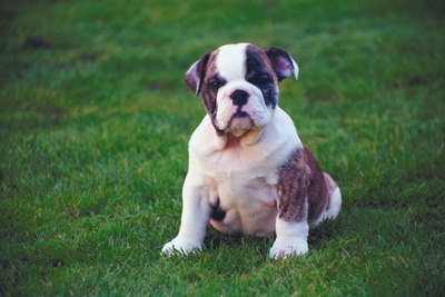 Jupiterimages/Photos.com/Getty Images When your pup's reached 3 months of age, he can have his first rabies shot.