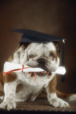 Jupiterimages/liquidlibrary/Getty Images English bulldogs are an intelligent and stubborn breed.