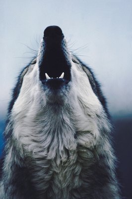 NA/AbleStock.com/Getty Images Although genetically similar, wild and domestic canines have several differences.