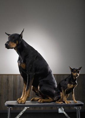 Apple Tree House/Lifesize/Getty Images Make sure your dog can escape the puppy at will to avoid fights.