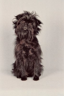 Jupiterimages/Photos.com/Getty Images The affenpinscher is affectionately known as the monkey terrier.