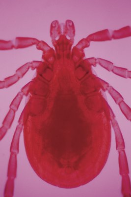 Comstock Images/Comstock/Getty Images Frontline flea and tick medication is available over the counter.