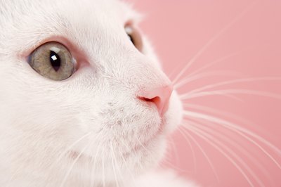 BananaStock/BananaStock/Getty Images The majority of cats enjoy catnip, but your dog won't feel its effects.