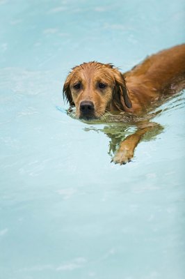 Jupiterimages/Comstock/Getty Images Chlorinated pool water is generally safe for your dog.