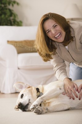 Comstock Images/Comstock/Getty Images Scratching his belly could be the trigger of his twitching.