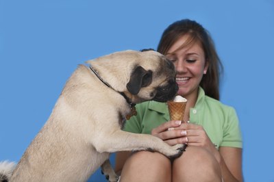 Brand X Pictures/Brand X Pictures/Getty Images Keep your dog safe and say no when he begs for your dinner.