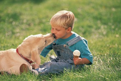Comstock/Comstock/Getty Images Dog kisses can pass along dangerous bacteria or parasites.