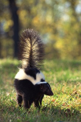 Comstock Images/Comstock/Getty Images You don't want to startle this fellow.