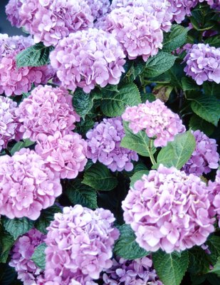 Jupiterimages/Photos.com/Getty Images Prevent your pup from chewing the leaves and buds of this pretty plant.