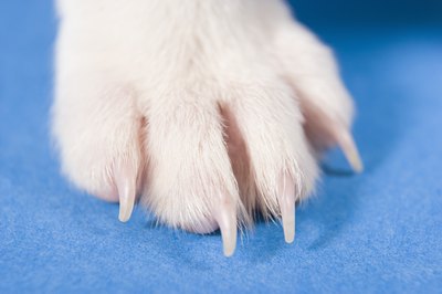 BananaStock/BananaStock/Getty Images A broken nail is not necessarily a veterinary emergency.