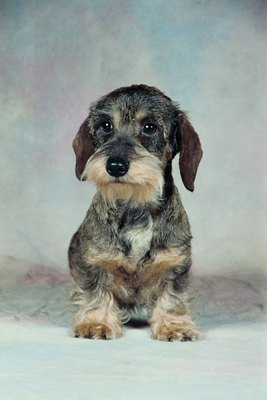 Jupiterimages/Photos.com/Getty Images Longhaired dachshunds should be brushed daily to reduce shedding and mats.