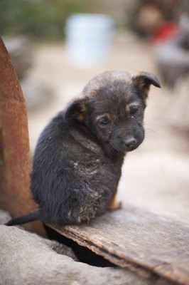 Jupiterimages/Photos.com/Getty Images Canine milk replacer gives abandoned puppies strength to grow and thrive.