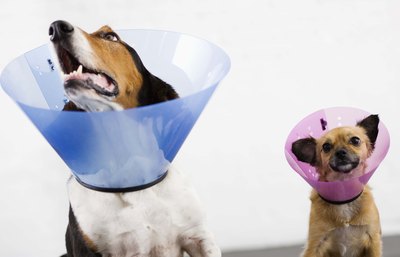 Jupiterimages/Brand X Pictures/Getty Images Protective collars keep injured dogs from licking wounds.