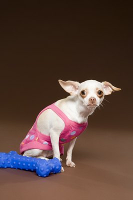 Image Source/Stockbyte/Getty Images Like people, dogs will sometimes whine to get their way.