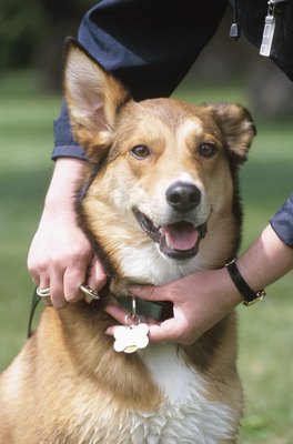 Hemera Technologies/AbleStock.com/Getty Images You should be able to put two fingers under your dog's collar.