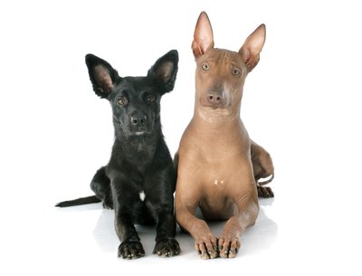 cynoclub/iStock/Getty Images Mexican hairless dogs range in color from bronze to black.