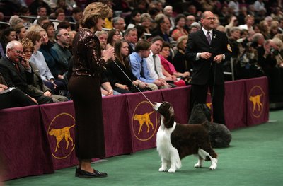 Mario Tama/Getty Images News/Getty Images English springer spaniels must conform to a breed standard to be considered show dogs.