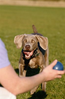 Ryan McVay/Photodisc/Getty Images High-energy games will keep your hyper dog entertained.