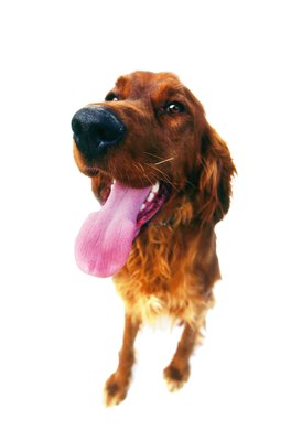 George Doyle/Stockbyte/Getty Images Many dogs are uncomfortable with swallowing big pills.