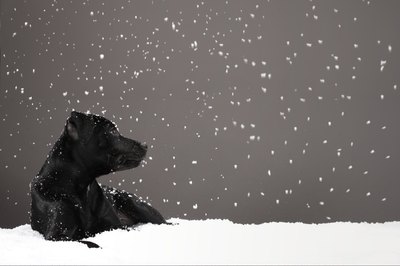 Martin Poole/Digital Vision/Getty Images Your dog should not be left outside in cold weather without shelter.