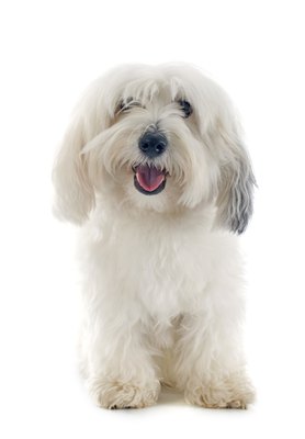 cynoclub/iStock/Getty Images The coton de Tulear kept 15th century ships free from rat infestation.