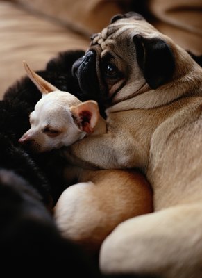 Ryan McVay/Photodisc/Getty Images Not all dogs act aggressively toward other pooches.