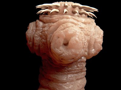 selvanegra/iStock/Getty Images A hooked appendage called a scolex allows tapeworms to attach themselves to flesh.