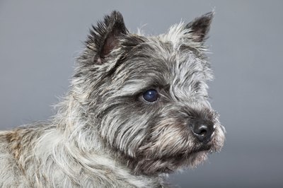 Ysbrand Cosijn/iStock/Getty Images Perhaps, for a cairn terrier, there's no place like your home.