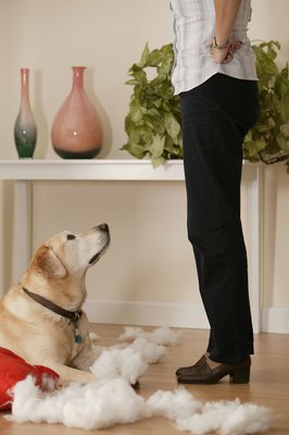 Comstock Images/Comstock/Getty Images "Should've got that pet gate, Mom."