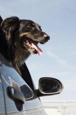 Jupiterimages/Polka Dot/Getty Images He's more of a distinguished-looking pooch with his gray hairs.