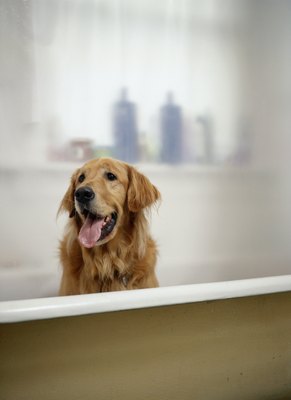 Ryan McVay/Photodisc/Getty Images Applying shampoo isn't rocket science -- but Rex does hope to be an astrodog.