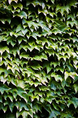 Jupiterimages/Photos.com/Getty Images Lush ivy on a wall looks pretty but poses a danger to your dog.