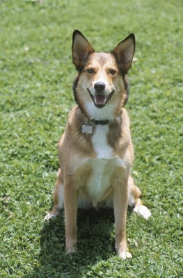 Hemera Technologies/AbleStock.com/Getty Images Your dog's collar should fit snugly, but not tightly around her neck.