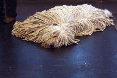 Oli Scarff/Getty Images News/Getty Images The komondor has a comical appearance but is a good guard dog.