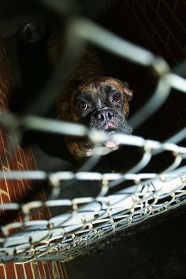 Thinkstock/Comstock/Getty Images Give a dog a break: Dogs in shelters are waiting for a walk and some fresh air.