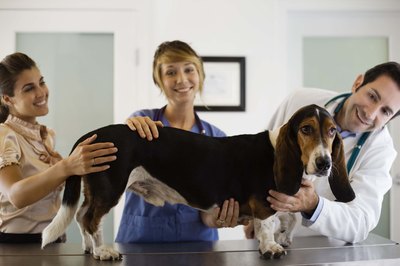 Jupiterimages/Stockbyte/Getty Images To control parasites, veterinarians recommend deworming puppies starting at 2 weeks of age and repeating every two weeks until broad-spectrum, year-round parasite control is begun.