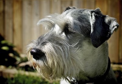 daRRski/iStock/Getty Images The standard schnauzer was the starting point for the giant and miniature schnauzers.