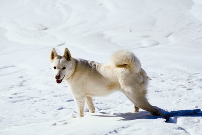 Jupiterimages/Photos.com/Getty Images Even if your dog is adapted for cold temperatures, he still needs fresh water.