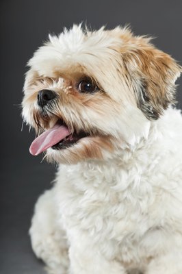 Ysbrand Cosijn/iStock/Getty Images Puppy cuts are cute and easy hairstyles for shorkies.